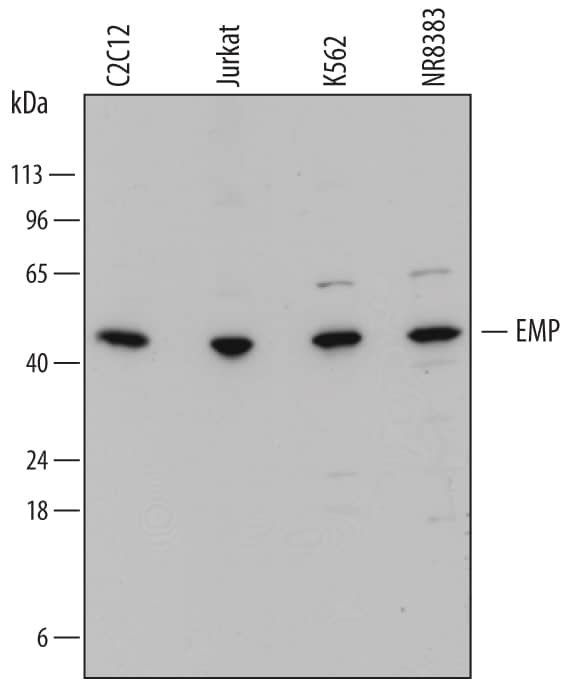 Detection of Human, Mouse, and Rat EMP/MAEA antibody by Western Blot.