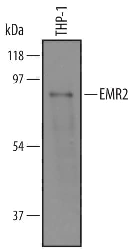 Detection of Human EMR2 antibody by Western Blot.