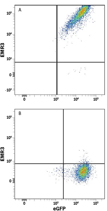 Detection of EMR3 antibody in HEK293 Human Cell Line Transfected with Human EMR3 and eGFP antibody by Flow Cytometry.