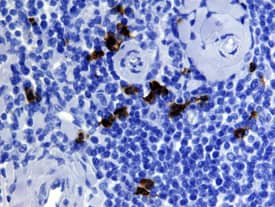 EN-RAGE/S100A12 antibody in Human Tonsil by Immunohistochemistry (IHC-P).