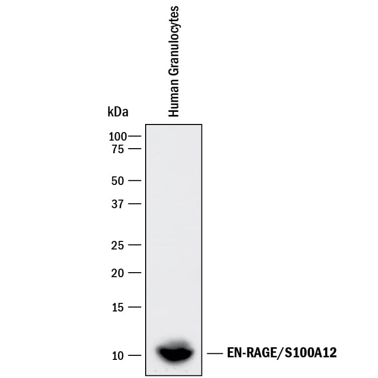 Detection of Human EN-RAGE/S100A12 antibody by Western Blot.