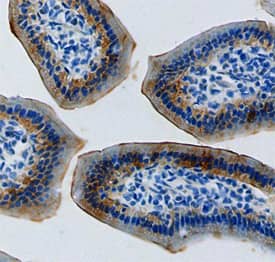 ENPP-7/Alk-SMase antibody in intestine by Immunohistochemistry (IHC-Fr).