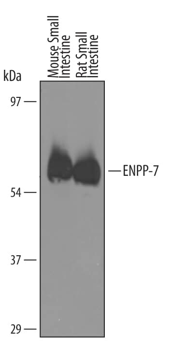 Detection of Mouse ENPP-7/Alk-SMase antibody by Western Blot.