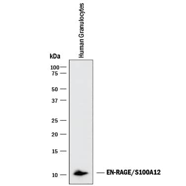 Detection of Human EN-RAGE/S100A12 antibody by Western Blot.