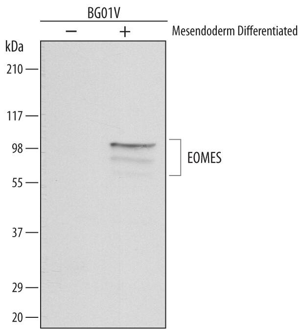 Detection of Human EOMES antibody by Western Blot.