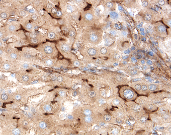 EPCR antibody in Human Liver by Immunohistochemistry (IHC-P).