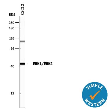 Detection of Mouse ERK1/ERK2 antibody by Simple WesternTM.