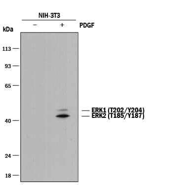 Detection of Mouse Phospho-ERK1 (T202/Y204)/ERK2 (T185/Y187) antibody by Western Blot.
