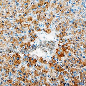 ERK1 antibody in Human Liver by Immunohistochemistry (IHC-P).
