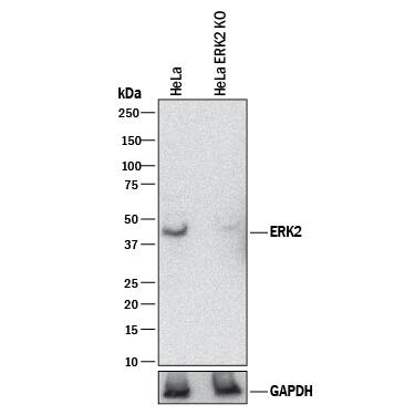 Western Blot Shows Human ERK2 Antibody Specificity by Using Knockout Cell Line.