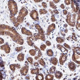 ERK2 antibody in Human Breast by Immunohistochemistry (IHC-P).