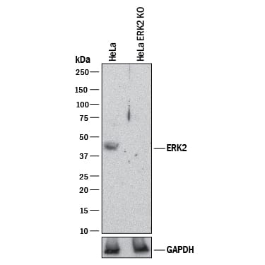 Western Blot Shows Human ERK2 Antibody Specificity by Using Knockout Cell Line.