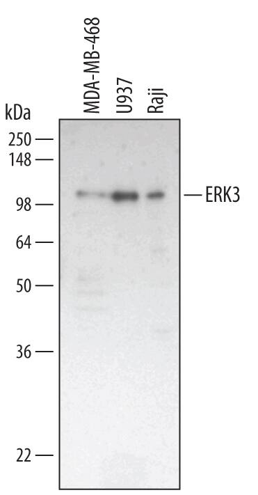 Detection of Human ERK3 antibody by Western Blot.