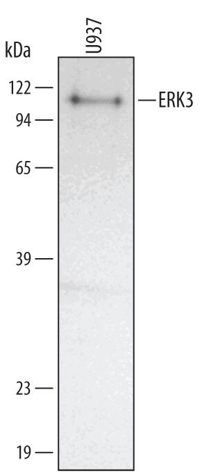 Detection of Human ERK3 antibody by Western Blot.