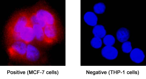 ER beta/NR3A2 antibody in MCF-7 human breast cancer cell line by Immunocytochemistry (ICC).