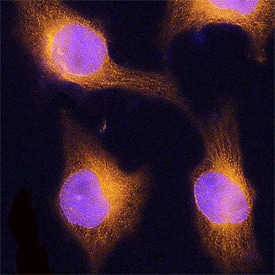 ERp57/PDIA3 antibody in HeLa Human Cell Line by Immunocytochemistry (ICC).