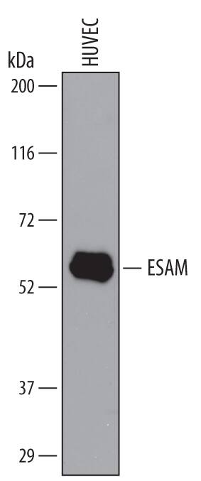 Detection of Human ESAM antibody by Western Blot.