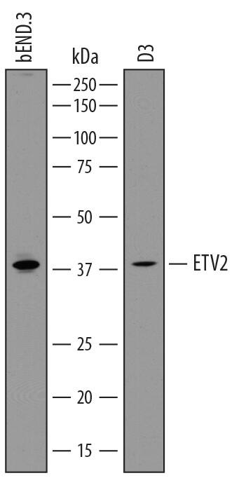 Detection of Mouse ETV2/ER71 antibody by Western Blot.