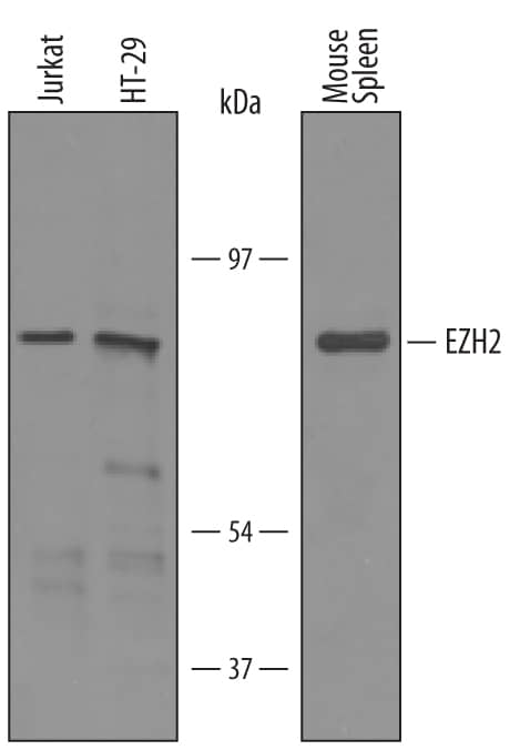 Detection of Human and Mouse EZH2 antibody by Western Blot.