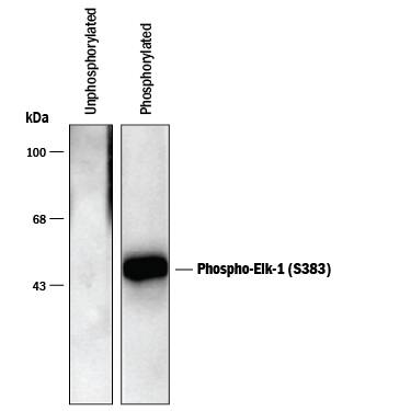 Detection of Phospho-Elk-1 (S383) by Western Blot Detection of Phospho-Elk-1 (S383) antibody by Western Blot