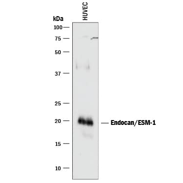 Detection of Human Endocan/ESM-1 antibody by Western Blot.