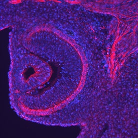 Endocan/ESM-1 antibody in Mouse Embryo by Immunohistochemistry (IHC-Fr).