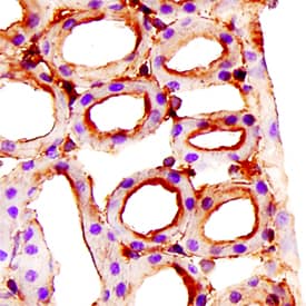 Endoglin/CD105 antibody in Mouse Kidney by Immunohistochemistry (IHC-P).