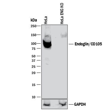 Western Blot Shows Human Endoglin/CD105 Antibody Specificity by Using Knockout Cell Line.