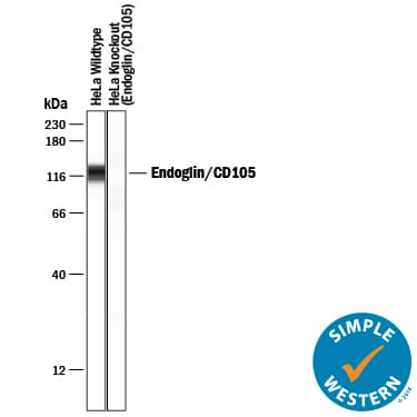 Detection of Human Endoglin/CD105 antibody by Simple WesternTM.