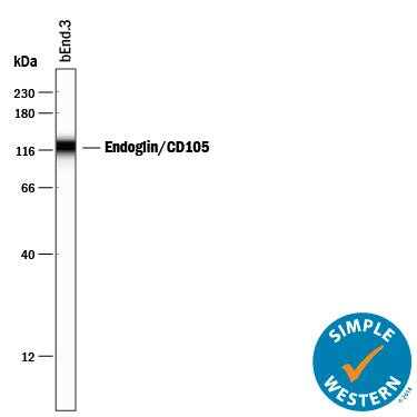 Detection of Mouse Endoglin/CD105 antibody by Simple WesternTM.