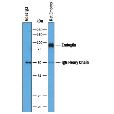 Immunoprecipitation of Rat Endoglin/CD105.