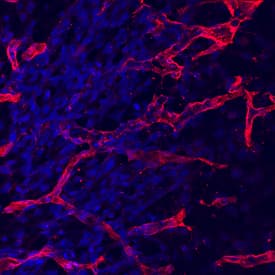 Endoglin/CD105 antibody in Mouse Embryo by Immunohistochemistry (IHC-Fr).