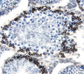 Endoglycan/PODXL2 antibody in Mouse Testis by Immunohistochemistry (IHC-Fr).