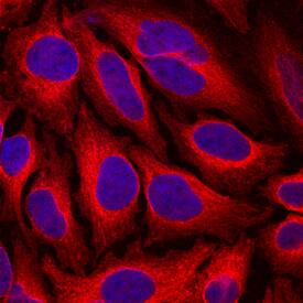 Endoglycan/PODXL2 antibody in HeLa Human Cell Line by Immunocytochemistry (ICC).