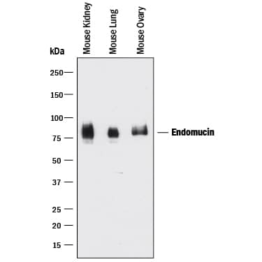 Detection of Mouse Endomucin antibody by Western Blot.