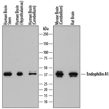 Detection of Human, Mouse, and Rat Endophilin A1/SH3GL2 antibody by Western Blot.