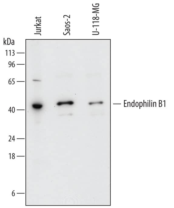 Detection of Human Endophilin B1/Bif-1 antibody by Western Blot.