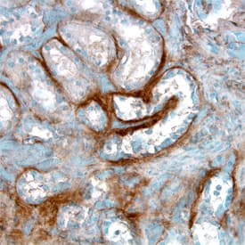 Endostatin antibody in Human Kidney by Immunohistochemistry (IHC-P).