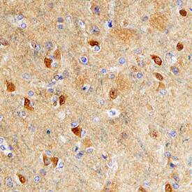 Enolase 2 antibody in Human Brain by Immunohistochemistry (IHC-P).
