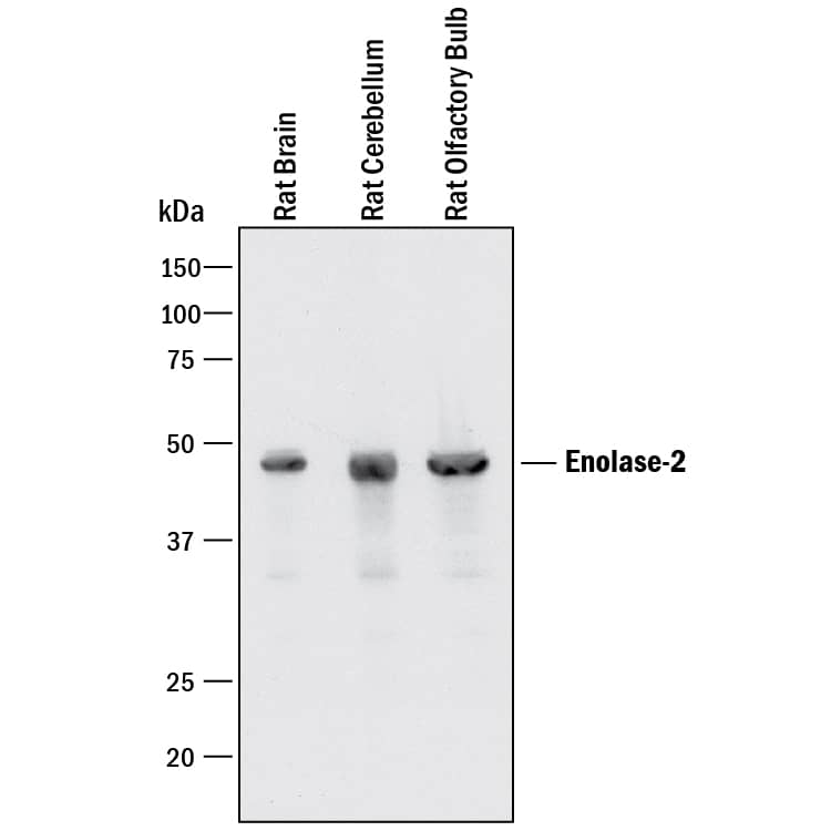 Detection of Rat Enolase 2/Neuron-specific Enolase antibody by Western Blot.