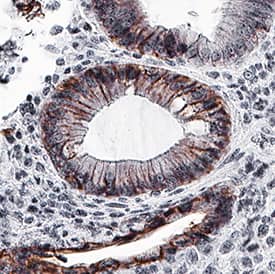 EpCAM/TROP-1 antibody in Human Colon by Immunohistochemistry (IHC-P).