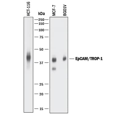 Detection of Human EpCAM/TROP-1 antibody by Western Blot.