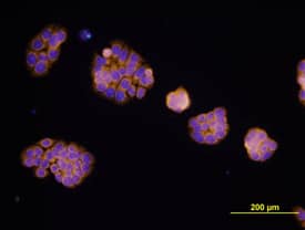 EpCAM/TROP-1 antibody in HT-29 Human Cell Line by Immunocytochemistry (ICC).