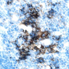 EphA1 antibody in Mouse Thymus by Immunohistochemistry (IHC-Fr).