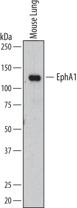 Detection of Mouse EphA1 antibody by Western Blot.