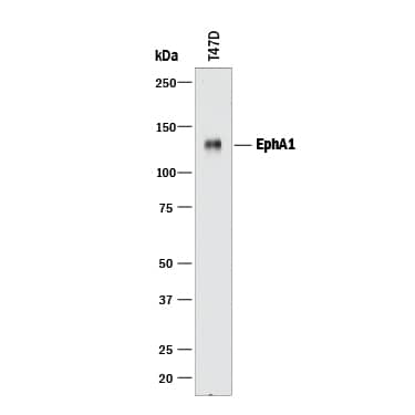 Detection of Human EphA1 antibody by Western Blot.