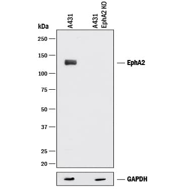 Detection of Human EphA2 antibody by Western Blot.