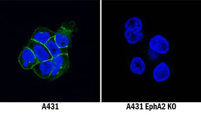 EphA2 Antibody Specificity is Shown by Immunocytochemistry in Knockout Cell Line.