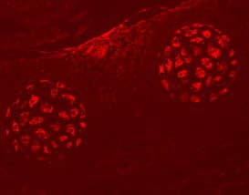 EphA4 antibody in Embryonic Rat Rib Cartilage Primordium by Immunohistochemistry (IHC-Fr).