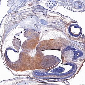 EphB2 antibody in Mouse Embryo by Immunohistochemistry (IHC-Fr).